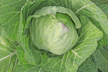 Fototapeta premium Cabbage grows in the garden