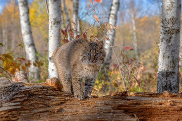 Bobcat Kitten in the Birch Forest in Autumn