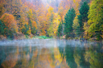 autumn in the forest