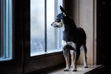 Russian Toy terrier standing on the windowsill and looking out the window.