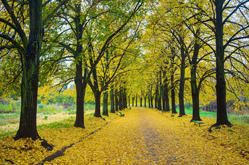 Path autumn alley park fall