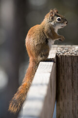 Obraz premium Perfectly balanced red squirrel enjoying the sunflower seeds