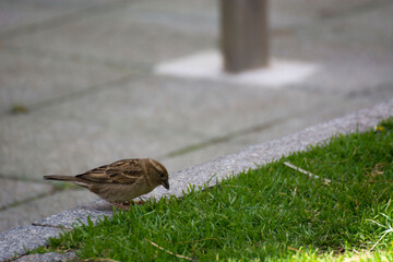 Bird 393