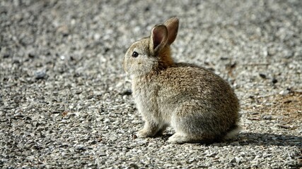 close-up portrait of small beige easter bunny surrounded by greenery on a farm