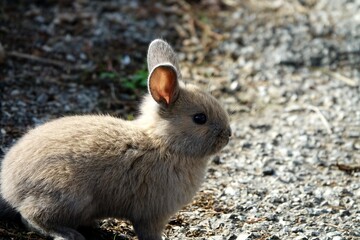 close-up portrait of small beige easter bunny surrounded by greenery on a farm