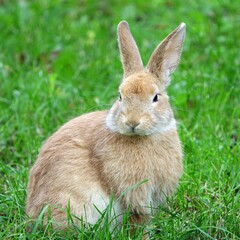 close-up portrait of small beige easter bunny surrounded by greenery on a farm