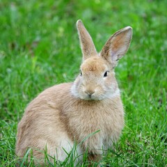 close-up portrait of small beige easter bunny surrounded by greenery on a farm