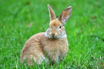 close-up portrait of small beige easter bunny surrounded by greenery on a farm