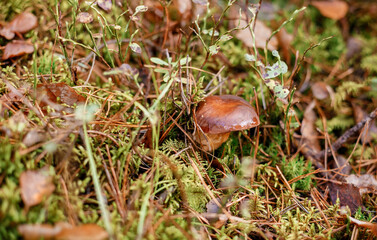 Mushrooms grow in the forest. Mushroom time. Moss and yellow leaves on a mushroom. Horizontal shot.