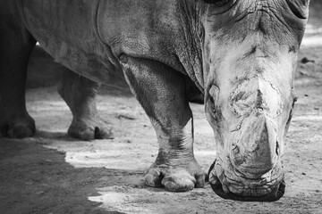 Obraz premium Rhinocéros en noir et blanc, tête tournée vers l'observateur