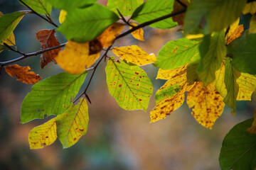 autumn leaves on a tree