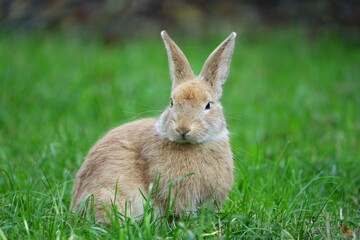 close-up portrait of small beige easter bunny surrounded by greenery on a farm