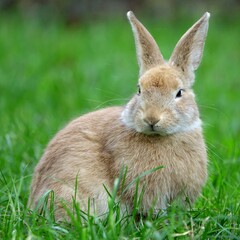 Easter bunny concept: close-up portrait of small beige easter bunny surrounded by greenery on a farm