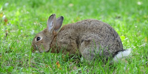 close-up portrait of small beige easter bunny surrounded by greenery on a farm