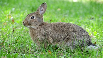 close-up portrait of small beige easter bunny surrounded by greenery on a farm