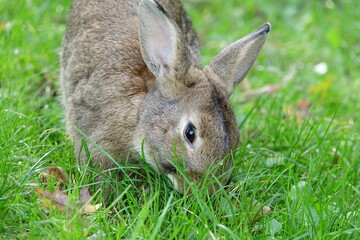 close-up portrait of small beige easter bunny surrounded by greenery on a farm