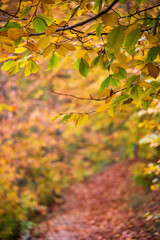 autumn leaves in the forest