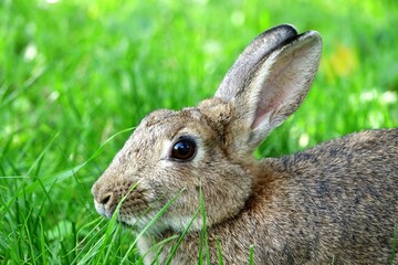 close-up portrait of small beige easter bunny surrounded by greenery on a farm