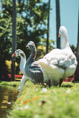 three goose on the green grass on the shore of the lake
