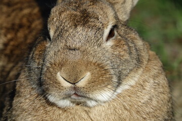 close-up of muzzle of a small brown bunny 