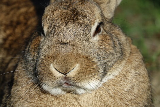 close-up of muzzle of a small brown bunny 