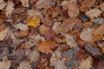 Fallen leaves from a tree in the forest in autumn