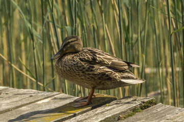 Single specimen of female mallard Anas platyrhynchos perched on wooden pier