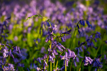 Sea of Bluebells carpeting woodlands
