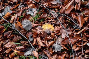 dried leaves walking in the forest
