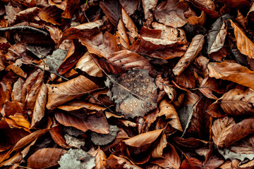 dried leaves walking in the forest