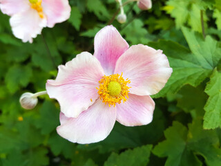Japanese anemone (in german Herbst-Anemone) Aubrieta