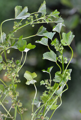Mallow (Malva pusilla, Malva rotundifolia) grows in nature in summer