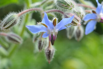 Borage (Borago officinalis) grows in nature