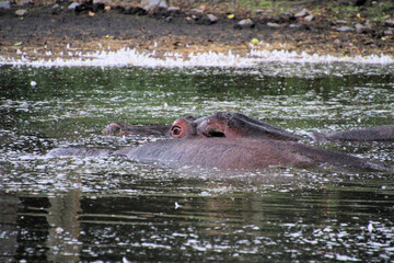 Fototapeta premium hippopotamus in water