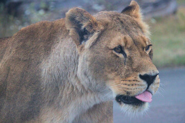 Fototapeta na wymiar A close up of a Lion