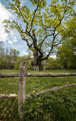 Stare dęby w Rogalinie. © Dagmara Bartnik