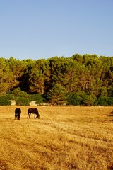 Fototapeta premium Morgenlicht auf einem Feld auf Menorca