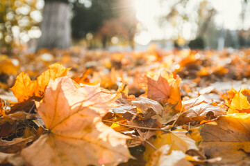 Closeup of autumn leaves on the ground in a forest. Autumn colorful background