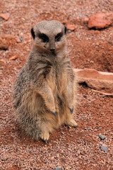 Fototapeta premium meerkat on the lookout