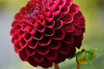 Red flower closeup in garden
