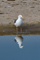 Fototapeta premium California Seagull wades along the shoreline of the lagoon with reflection showing on the water surface.
