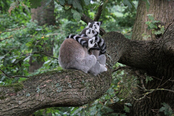 A Ring Tailed Lemur in a tree