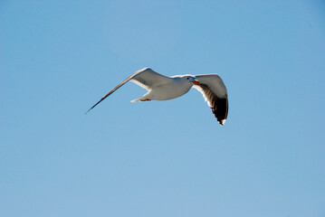 Seagull in flight against a plain background. No people. Copy space.