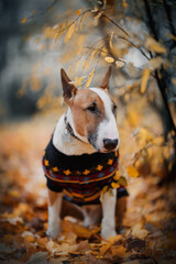 English bullterrier in a sweater sitting on fallen leaves