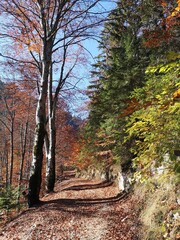 Amazing mountains landscape during fall season. Rural road in the forest. Rural landscape.