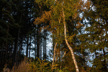 abedul iluminado por el sol en pleno bosque 