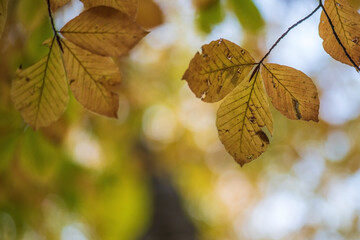 autumn leaves