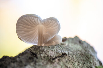 mushroom on the rocks