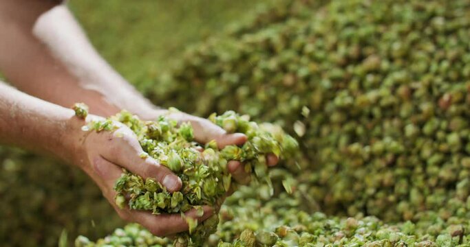 Close up hands of a young farmer who checks the drying of the hops and rubs the dried cones to feel the aroma.