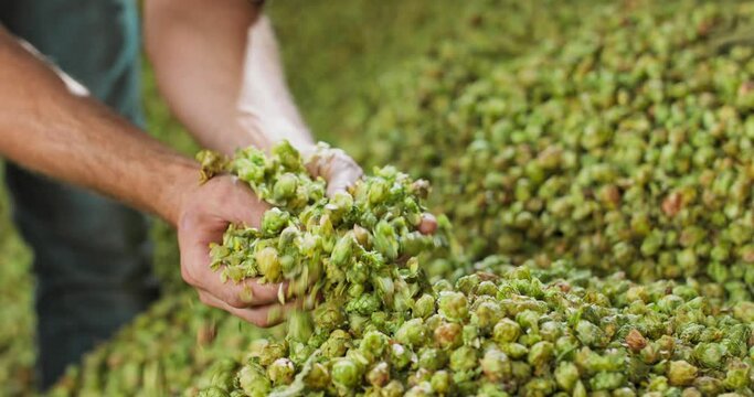 Close up hands of a young farmer who checks the drying of the hops and rubs the dried cones to feel the aroma.